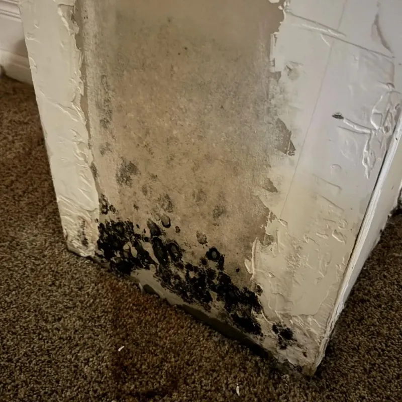 Professional Mold Removal in Chesterland, OH